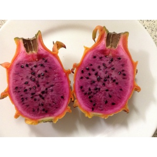 frankies red orange dragon fruit ต้นแก้วมังกรแฟรงกี้ เรด  หวาน หอม อร่อย หาทานยาก  พันธุ์แก้วมังกรสีส้ม เนื้อสีแดง