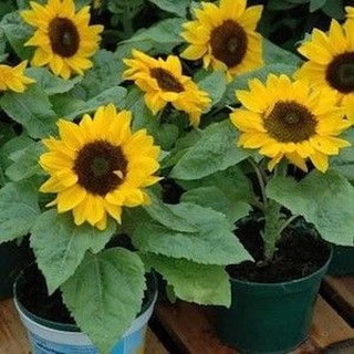 เมล็ดพันธุ์ ทานตะวันแคระ 10 เมล็ด Big Smile Sunflower Seed เมล็ดพันธุ์แท้100%