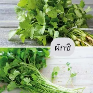 เมล็ดผักชี 100 เมล็ด 🌱 ซื้อ 10 แถม 2 คละได้ 💥 เลือกของแถมได้ คิดถึงเมล็ดผัก คิดถึง skinsun