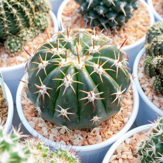 เมโล melo cactus แคคตัส กระบองเพชร ไม้เมล็ดสวยมาก