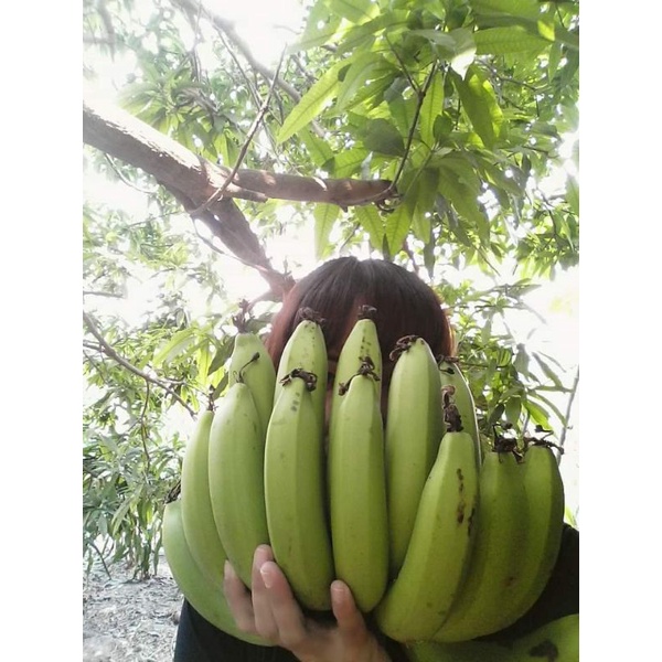 หน่อกล้วยหอมทอง ขุดสด หน่อใหญ่ หน่อละ50บาท