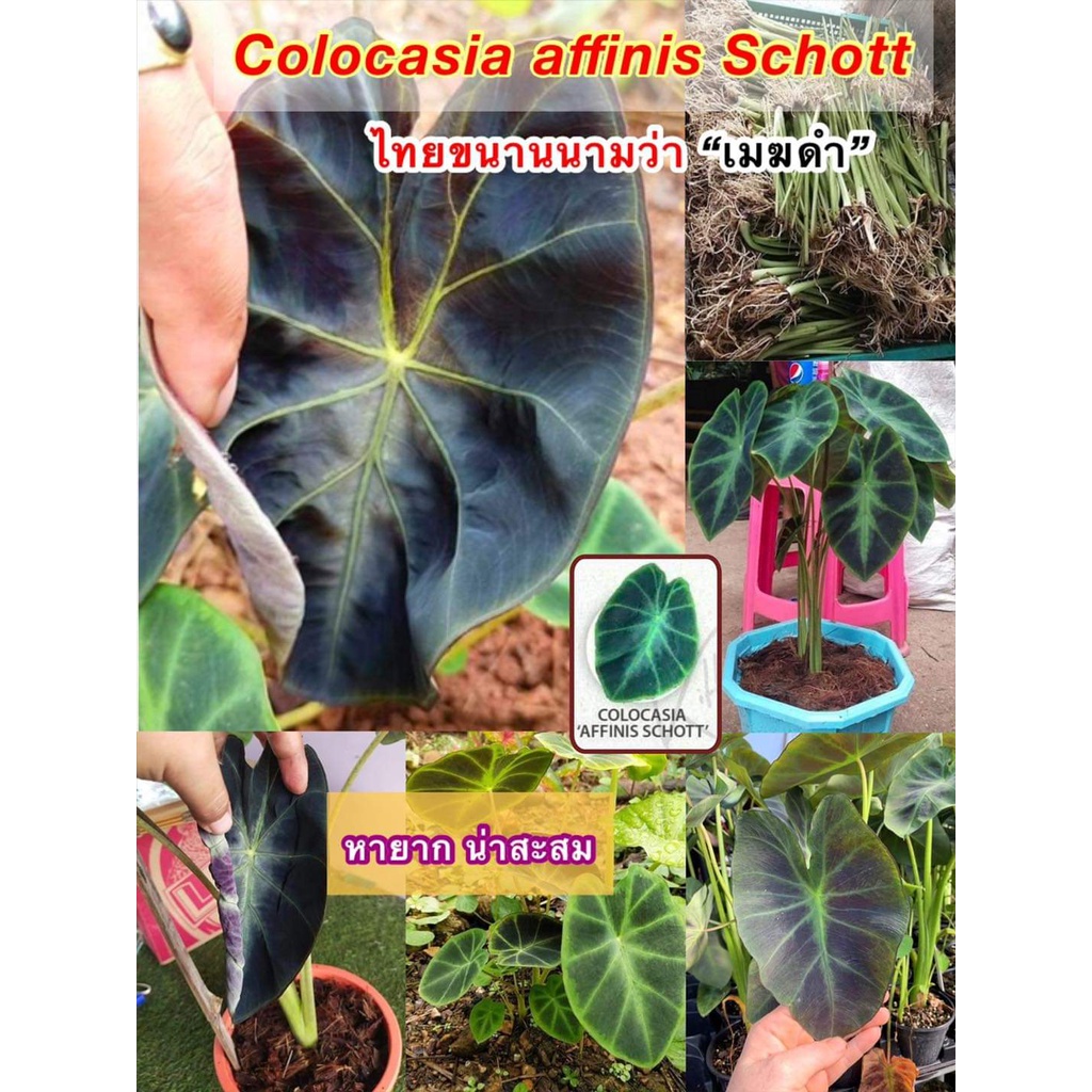 (ขาย หัวพันธุ์) ต้น หน่อ หัว บอนสี Colocasia affinis Schott บอนดำ ต้นบอน บอน เมฆดำ / คนหลงรักบอนสี