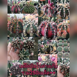 🌵💥เมล็ดยิมโนด่าง 💥🌵 gymnocalycium variegated  250 เมล็ด  เมล็ดกระบองเพชร เมล็ดแคคตัส