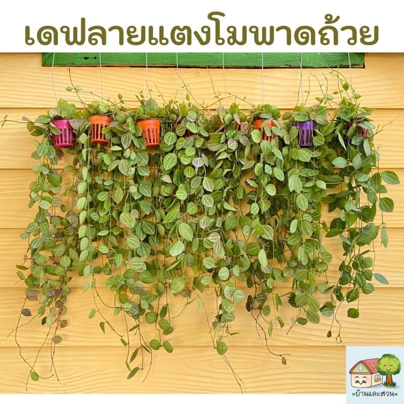 เดฟแตงโมพาดถ้วยสีขนาด 2 นิ้ว พร้อมลวดแขวน ความยาวเดฟ 40-50 เซน แตกยอดสวย
