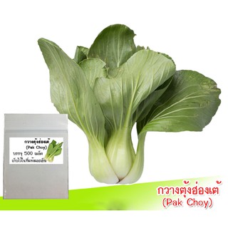 เมล็ดผักกวางตุ้งฮ่องเต้ (Pak Choy) 250-500 เมล็ด เมล็ดพันธุ์กวางตุ้งฮ่องเต้ ผักกวางตุ้งฮ่องเต้ ผักกวางตุ้ง ผักสวนครัว