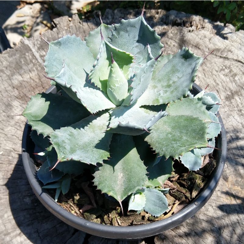 อากาเว่ Agave potatorum