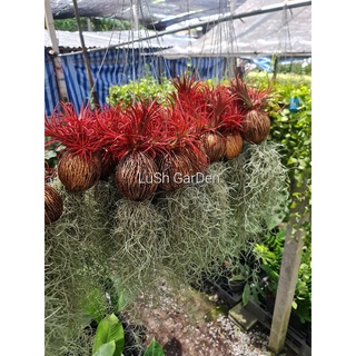 เคราฤาษีลูกตีนเป็ด สับปะรดสี ทิลแลนเซีย=/ใช้สีแดงพ่น นะคะ/ทำให้แดง