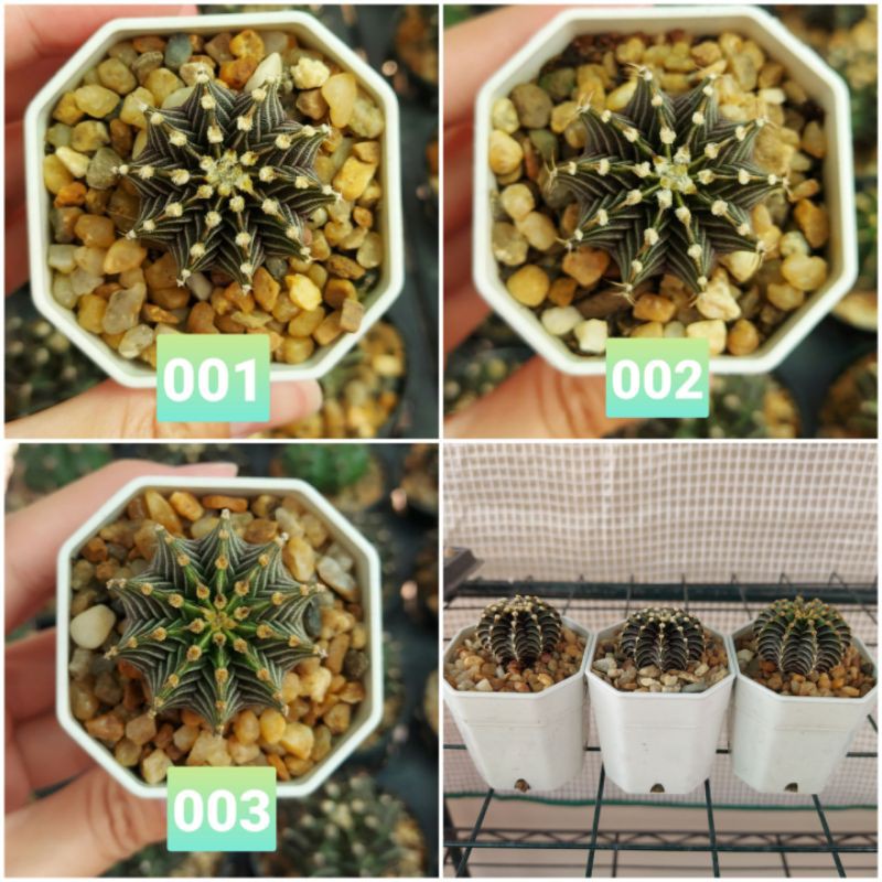 LB2178แท้ ไม้เพาะเมล็ด (d)