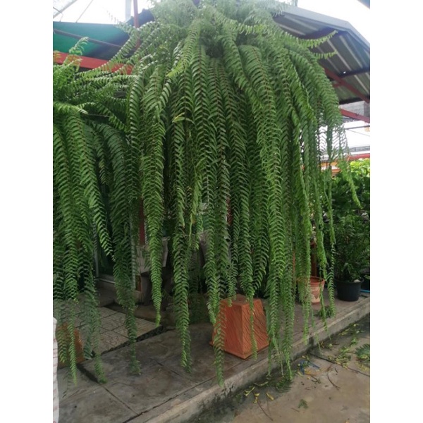 เฟิร์น​สไบนางก้านอ่อนแท้ พร้อมลวดแขวนใช้งานได้เลยกระถาง8​-15นิ้ว สินค้ามีขนาดใหญ่กดสั่งได้ครั้งละไม่เกิน2ต้นนะคะ
