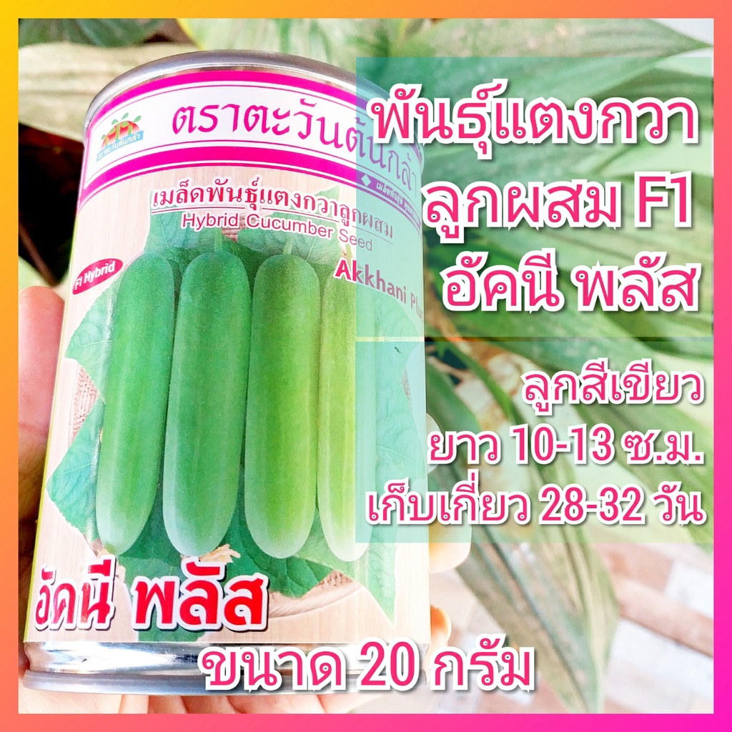 เมล็ดพันธุ์แตงกวา ลูกผสม F1 อัคนี พลัส 20กรัม ตราตะวันต้นกล้า เมล็ดแตงกวา แตงกวาเขียว แตงกวาอัคนี แตงกวา