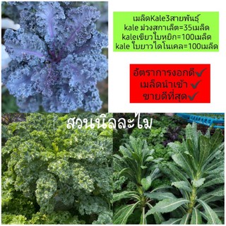 เมล็ดkale3สายพันธุ์(มีเก็บเงินปลายทาง)