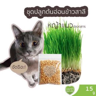 ซื้อ6 แถม1/ เมล็ดข้าวสาลี หญ้าแมว ต้นอ่อนข้าวสาลี เฉพาะเมล็ด 15กรัม ข้าวสาลี