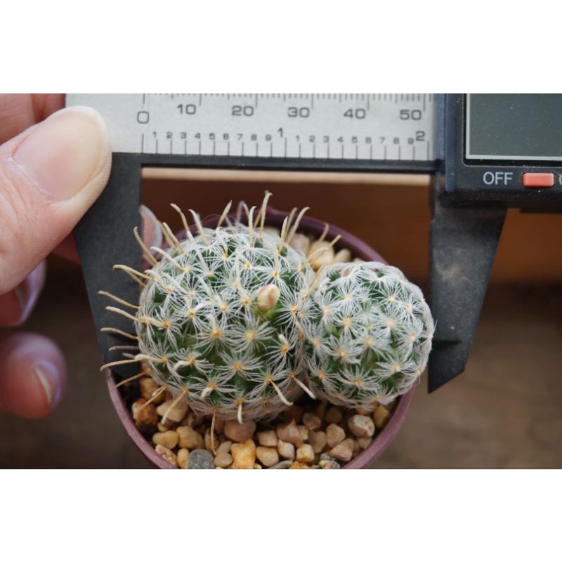 029 กระบองเพชร แมมเฮเลน หรือ Mammillaria Vagaspina Helen - Dusadisu -  Thaipick