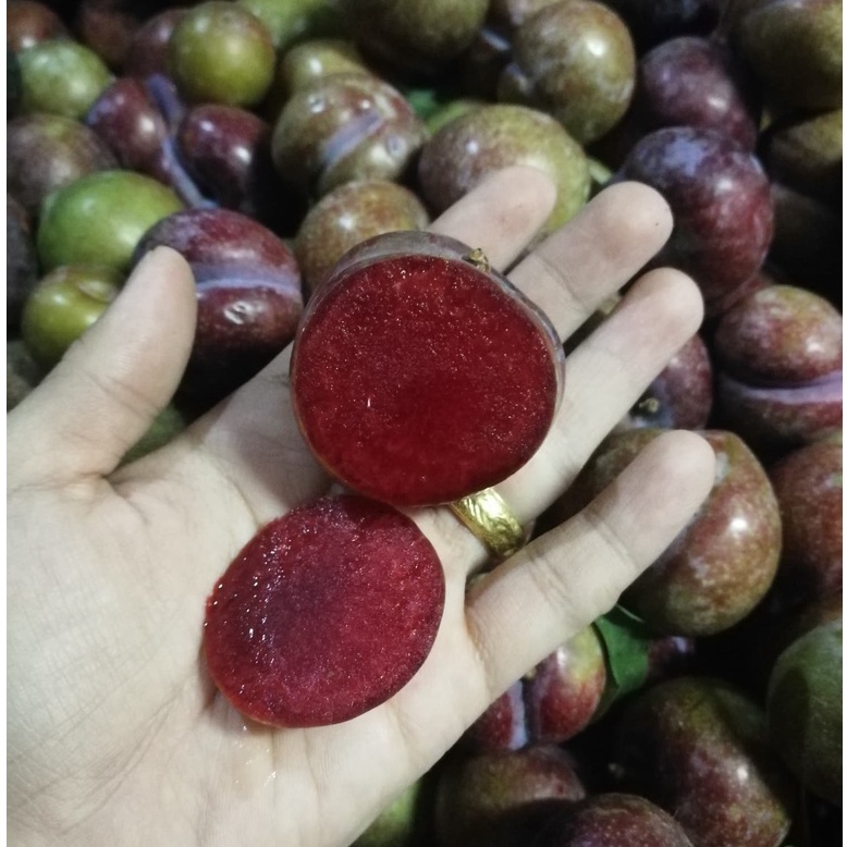 🍒 ลูก​พลัม​ ลูกไหนเนื้อแดง ปลอดสาร คละไซส์ 1 กก.ผลไม้สด จากดอยอ่างขาง เชียงใหม่