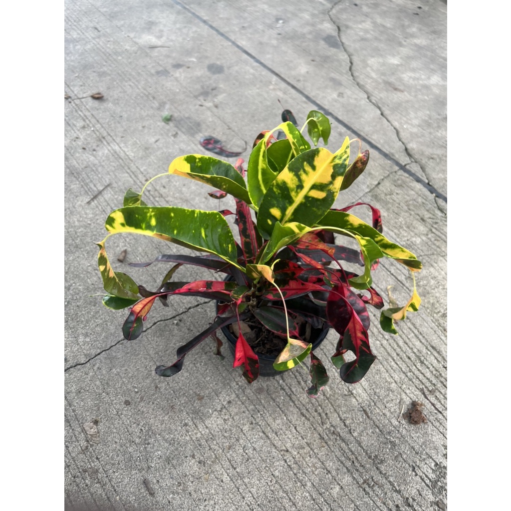 มุมมอง 3