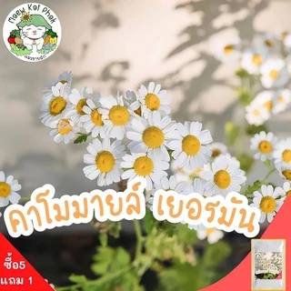เมล็ดพันธุ์ รวมชุด ดอกไม้ ปลูกง่าย ดอกสวย ทานตะวันแคระ/เดซี่ขาว/คาโมมายล์/บานชื่น/กุหลาบเลื้อย/ฟอร์เก็ตมีน็อต ราคาถูก