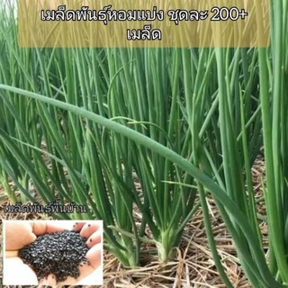 เมล็ดพันธุ์หอมแบ่ง..ชุดละ200+เมล็ด