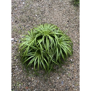 Tillandsia Brachycaulos