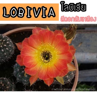 🧡🦊LOBIVIA สีดอกสีส้มเหลือง ติดตุ่มดอกทุกกระถางค่ะ แตกหน่อเล็กๆตามต้น คุ้มมาก สีหายาก สีสวยสด ส้ม🧡เหลือง💛