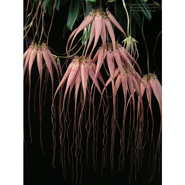 กล้วยไม้สิงโตเครายาว x สิงโตรอชไชเดียนั่ม Bulbophyllum longissimum x Bulbophyllum rothschildianum