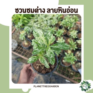 ชวนชมด่าง ใบลายหินอ่อน🌳🍀 กระถางขนาด 5 นิ้ว ฝึกทำเป็นบอนไซได้ เลี้ยงง่ายสวยงามอยู่แดดได้ พร้อมจัดส่งครับบ👉🤩💯