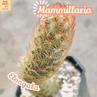 [แมมนิ้วโอลด์โรส] Mammillaria Elongata ส่งพร้อมกระถาง แคคตัส Cactus Succulent Haworthia Euphorbia ไม้หายาก พืชอวบน้ำ