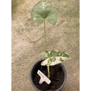 ตระกูลบอน บอนกระดาษด่างขาว #Alocasia macrorrhizos (L.) G.Don