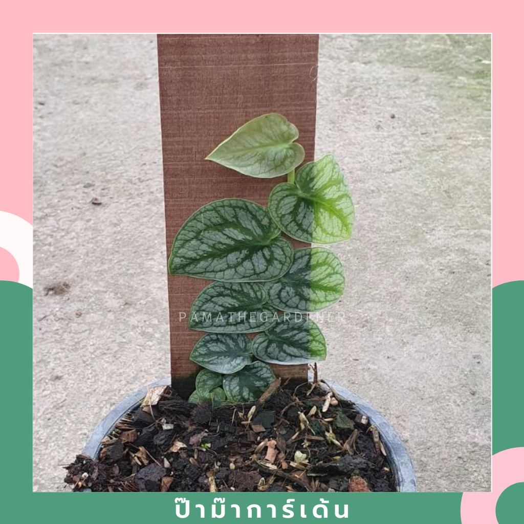 มุมมอง 2