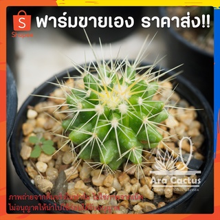 สวนขายเอง! ถังทอง Echinocactus grusonii ไซส์กระถาง 3 นิ้ว แคคตัส กระบองเพชร ต้นไม้ประดับ อวบน้ำ แคนตัส ตะบองเพชร