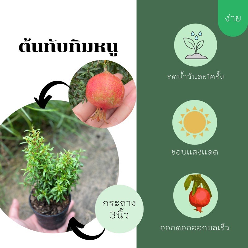 ❗️❗️ต้นทับทิมหนู ต้นเป็นพุ่มสวย ดอกดก ลูกดก พร้อมปลูกขนาด3นิ้ว