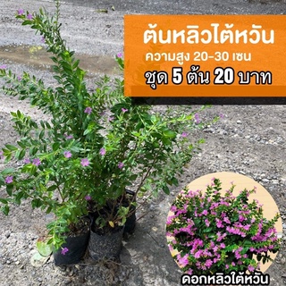 ต้นหลิวไต้หวัน 5 ต้น 20 บาท