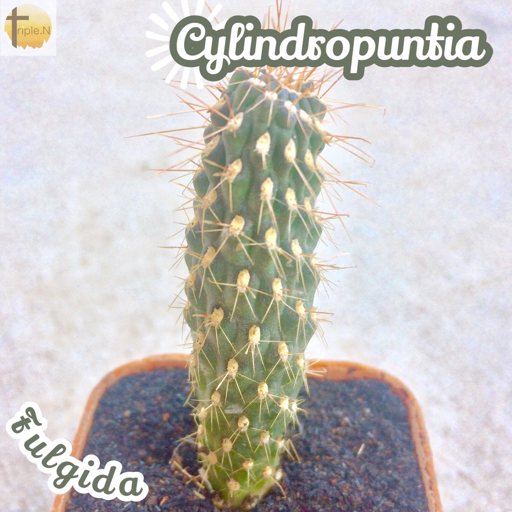 [นวมนักมวย] Cylindropuntia Fulgida ส่งพร้อมกระถาง หนามโหด หนามดุ เลี้ยงง่าย โตไว แคคตัส สายหนาม Cactus ไม้อวบน้ำ