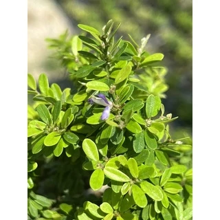 ม่วงเจริญใบเล็ก/หลินซานใบเล็ก [Linh Sam]💜 กระถาง3” บอนไซจิ๋ว ตัวใบเล็กสุด