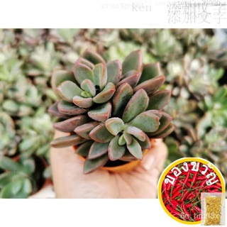 [NEW ARRIVAL ¦Readystock] Buy10free1 หัวใจสีม่วงEcheveria cv. Rezry Mini Succulent Office Table Plant Real Live Plant สป