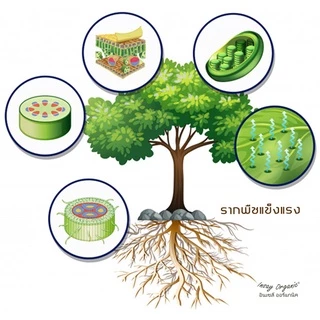 น้ำหมักปลาทะเล INSAY ฮอร์โมนพืชกระตุ้นดอก ส่งเสริมการเจริญเติบโตพืชผักทุกชนิด ขนาด 1 ลิตร