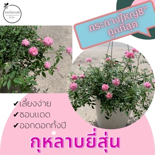 กุหลาบ ยี่สุ่น ทนมาก ต้นกุหลาบ ต้นไม้หายาก ดอกเยอะ ต้นใหญ่ขนาดกระถาง8” ส่งตรงจากสวนถูกมาก!!!