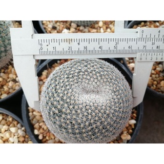 🌵💥แมมนกฮูก💥🌵 Mammillaria perbella  ไม้เมล็ดขนาด 6-8 ซม.  ต้นกระบองเพชร ต้นแคคตัส (แคคตัส กระบองเพชร)