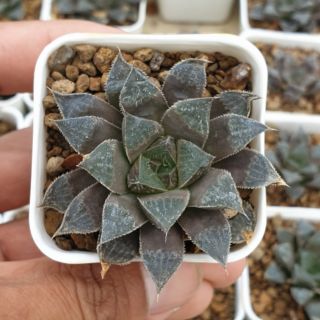 ต้นไม้อวบน้ำ Haworthia ฮาโวเทีย #ไม้อวบน้ำ #succulents