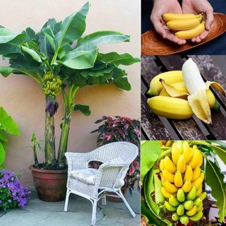 50 เมล็ด ต้นกล้วยแคระ ต้นกล้วย Dwarf Banana Tree Seeds กล้วยแดงอินโด กล้วยแคระ plants ต้นผลไม้ กล้วยด่าง เมล็ดพันธุ์ผัก