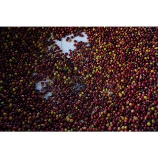 CR เมล็ดกาแฟคั่วกลางค่อนเข้ม Full City+ Roast ขนาด 500 กรัม จากจังหวัดเชียงราย คั่วใหม่ทุกวัน