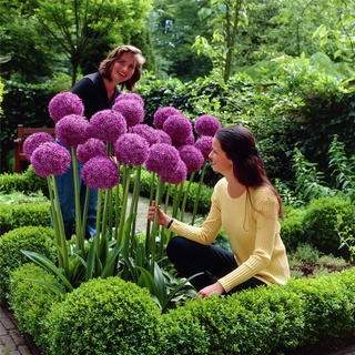 จุดที่ประเทศไทย 100 แคปซูล ต้นหอมดอกใหญ่ (Allium giganteum Seeds) เมล็ดดอกไม้ ต้นไม้ประดับ ต้นดอกไม้สวยๆ กระถางต้นไม้