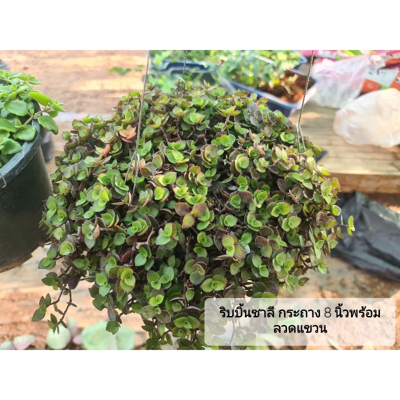 ริบบิ้นชาลี กระถาง 8 นิ้วพร้อมที่แขวน