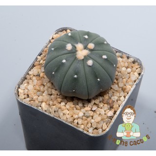 Astrophytum Astrerias  SP.238