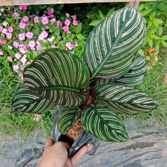 F188 คล้าเสน่ห์ขุนแผน Calathea Ornata เด่นเมตตามหานิยมมาก วาจาค้าขายสำเร็จผล ไม้มงคล ไม้ฟอกอากาศ