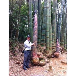 เมล็ดพันธุ์ ไผ่หน่อยักษ์ (Giant bamboo) บรรจุ 100 เมล็ด ลำต้นใหญ่ หน่อใหญ่ รัปประทานนำไปทำอาหารได้ นิยมปลูกมาก