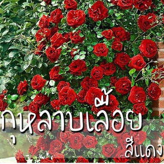 เมล็ดพันธุ์ กุหลาบเลื้อย กุหลาบ สีแดง 200 เมล็ด Red Rose Seed เมล็ดพันธุ์แท้