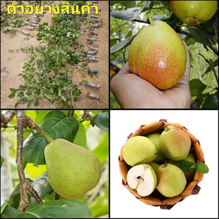 (1กิ่งตอน)  ลูกแพรเหลือง คอมมิค Comice Pears ต้นลูกแพรเหลือง ต้นลูกแพร เหลือง ลูกแพร ต้นลูกแพร ลูกแพร์ ไร่อิง ต้น