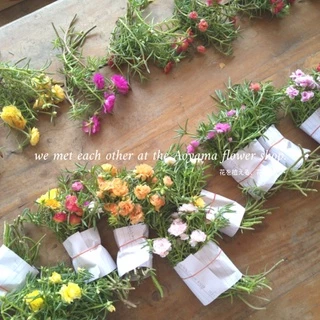 แพรเซี่ยงไฮ้ 31 สี (คุณนายตื่นสายดอกซ้อน) 12 กิ่ง/20 บาท เลือกสีได้!