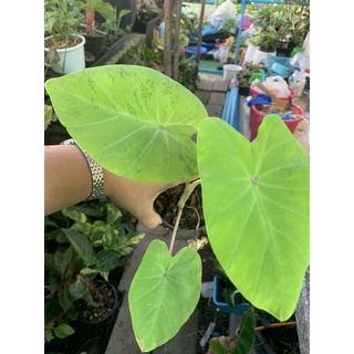 colocasia lemon lime gecko reverse