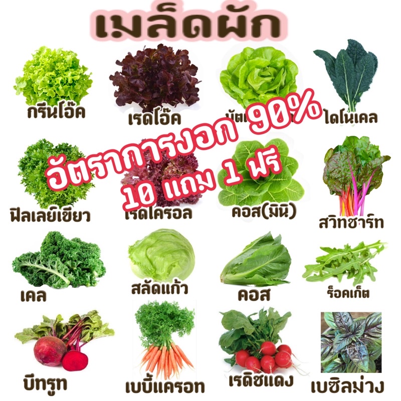 เมล็ดผักสลัด เมล็ดผัก(อินทรีย์) ผักพื้นบ้าน 200-500 เมล็ด   (10 แถม 1)